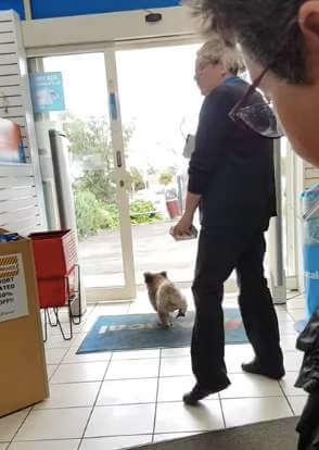 Australia Koala pharmacy - 澳洲留學網 - 傑瑞斯留遊學代辦 JRIS (5) Australia Koala pharmacy - 澳洲留學網 - 傑瑞斯留遊學代辦 JRIS (1)