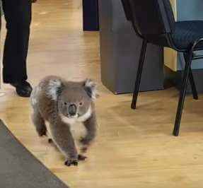 Australia Koala pharmacy - 澳洲留學網 - 傑瑞斯留遊學代辦 JRIS (2) Australia Koala pharmacy - 澳洲留學網 - 傑瑞斯留遊學代辦 JRIS (2)