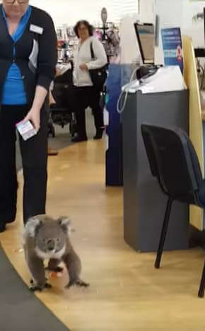 Australia Koala pharmacy - 澳洲留學網 - 傑瑞斯留遊學代辦 JRIS (5) Australia Koala pharmacy - 澳洲留學網 - 傑瑞斯留遊學代辦 JRIS (4)