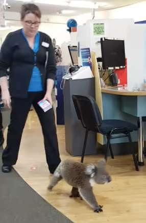 Australia Koala pharmacy - 澳洲留學網 - 傑瑞斯留遊學代辦 JRIS (5) Australia Koala pharmacy - 澳洲留學網 - 傑瑞斯留遊學代辦 JRIS (5)