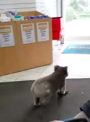 Australia Koala pharmacy - 澳洲留學網 - 傑瑞斯留遊學代辦 JRIS (5) Australia Koala pharmacy - 澳洲留學網 - 傑瑞斯留遊學代辦 JRIS (6)